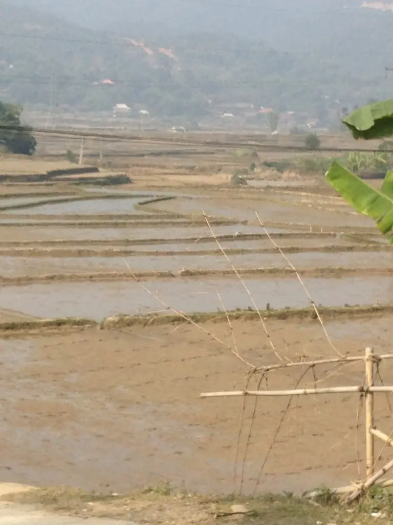 rice fields in Northern Vietnam