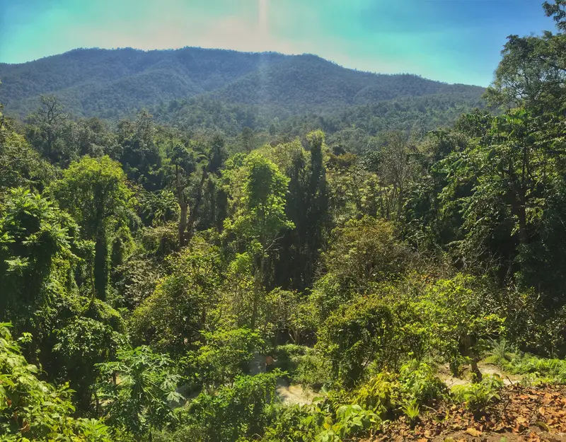 Looking out from the top of the bua thong sticky waterfalls is a green expreience