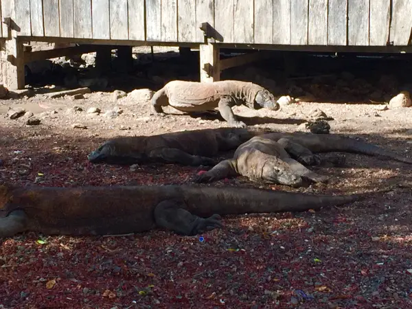 komodo dragons rinca island