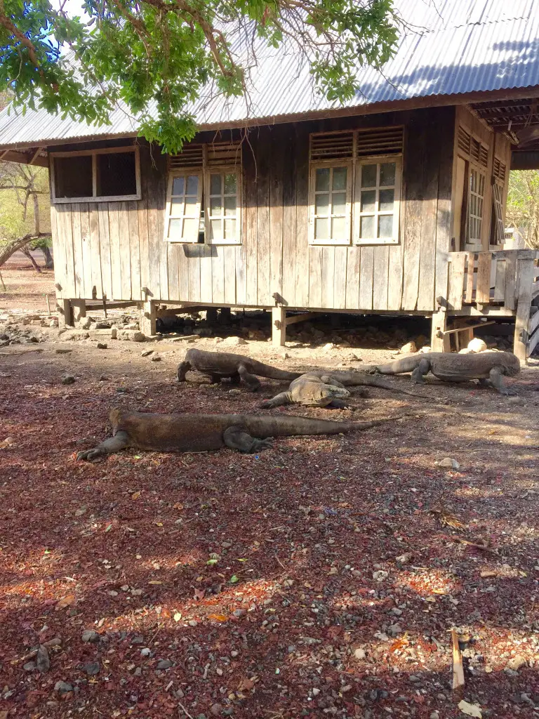 wild Komodo Dragons