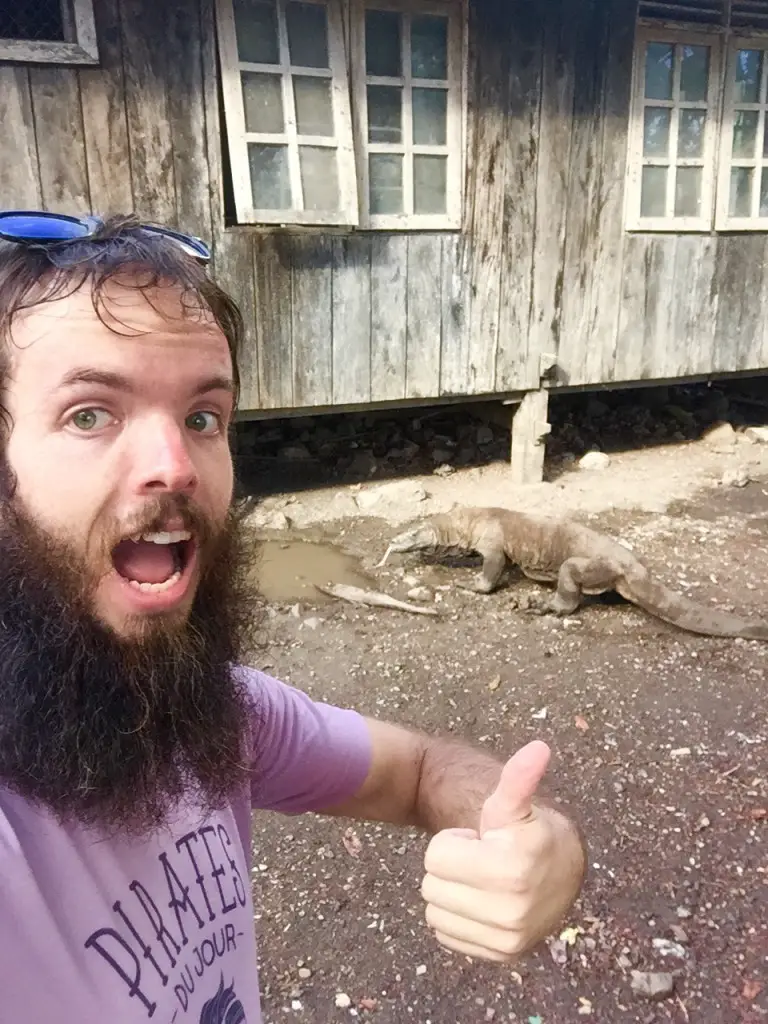 Komodo Dragon hunting