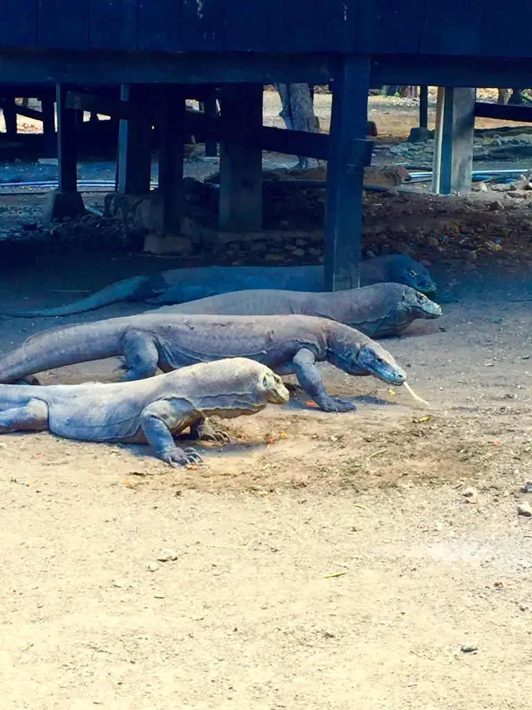 komodo dragons