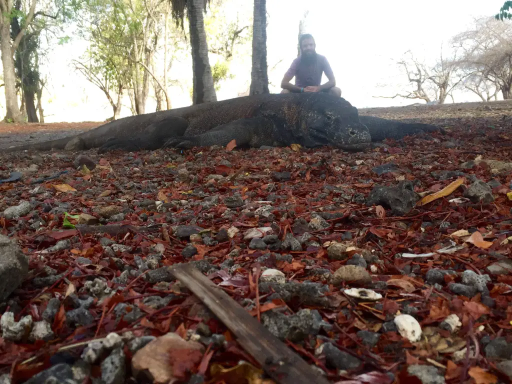 komodo dragon hunting