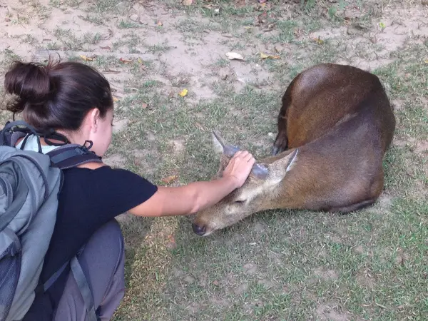 wildlife in chiang mai