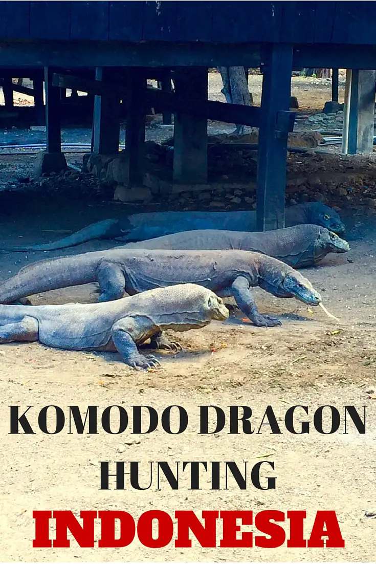 komodo dragon hunting