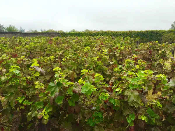 georgian vineyards