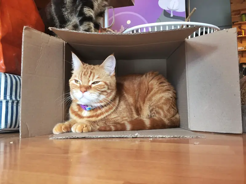 cat in box