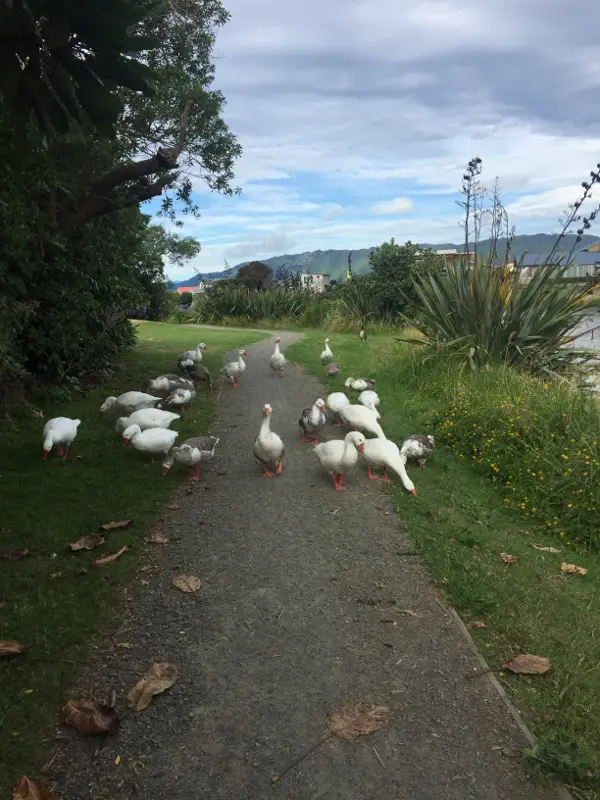 The geese, just before they were going to attack