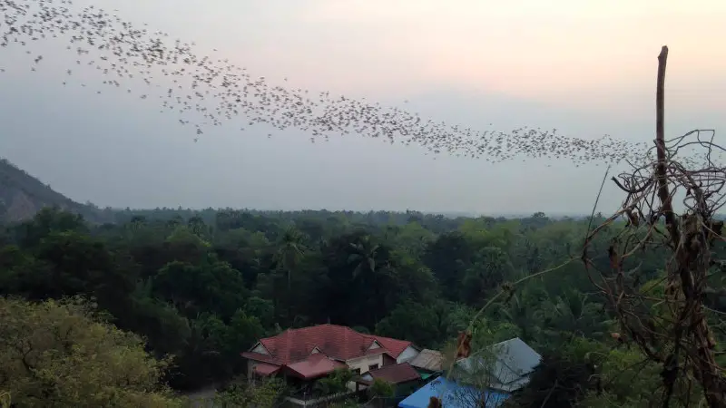 Battambang Bats in progress