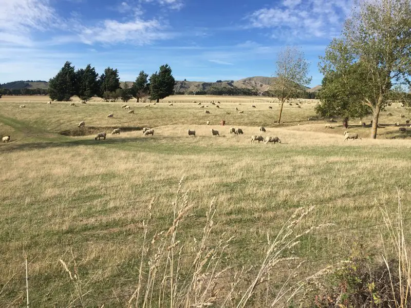 Classic New Zealand