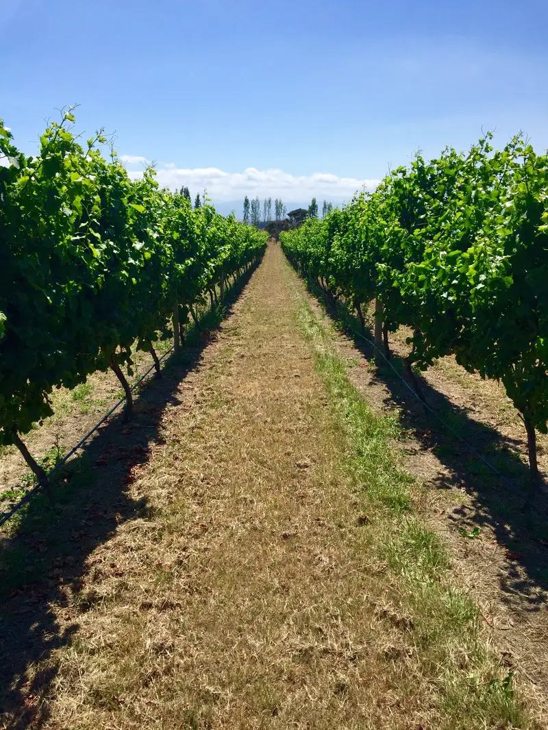 Life views from a Martinborough vineyards