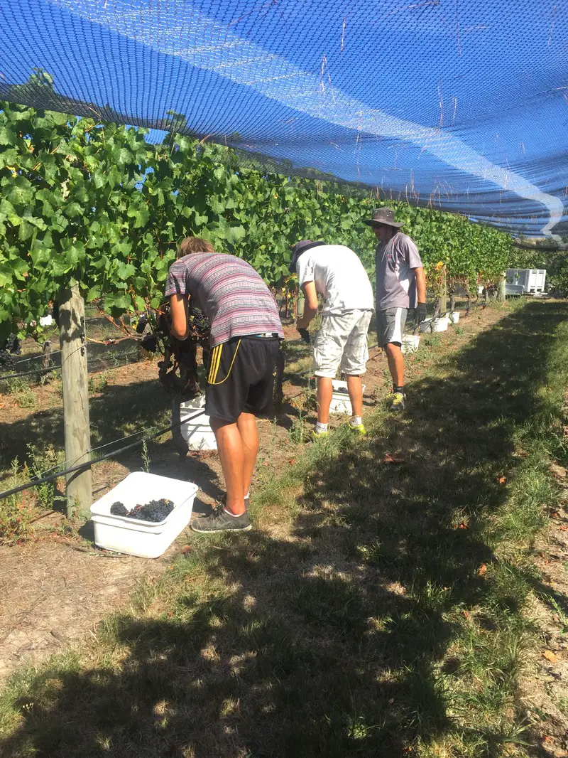 Some of the crew picking