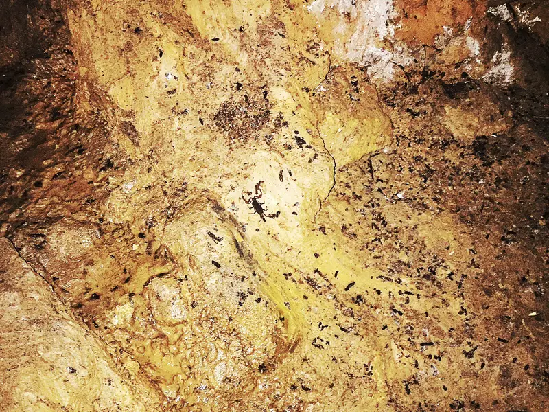 scorpion in gua tempurong cave