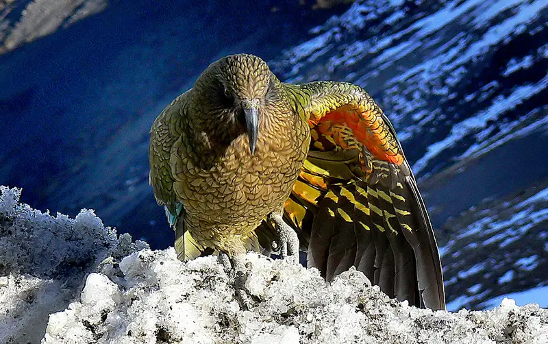 kea-new-zealand