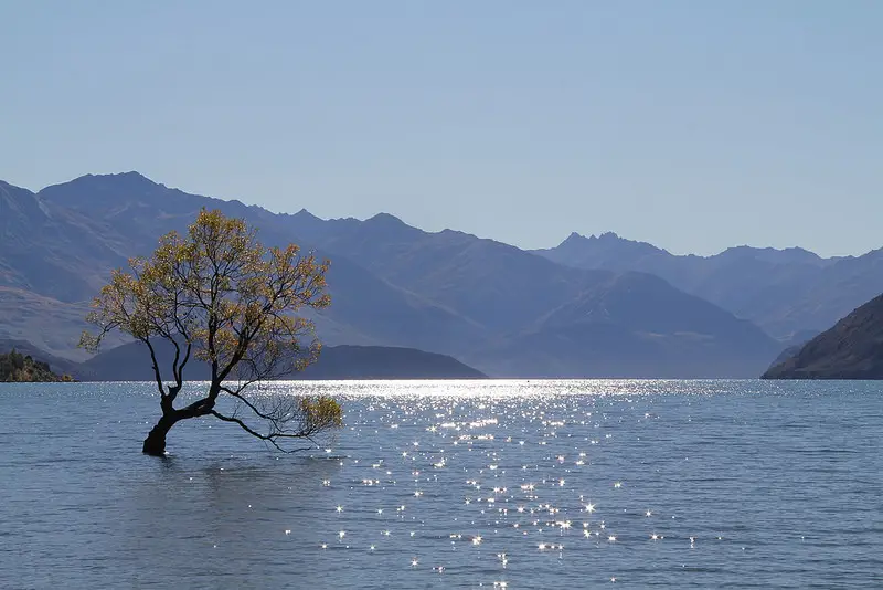 lake wanaka famous lone tree