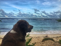 puppy wants surf too