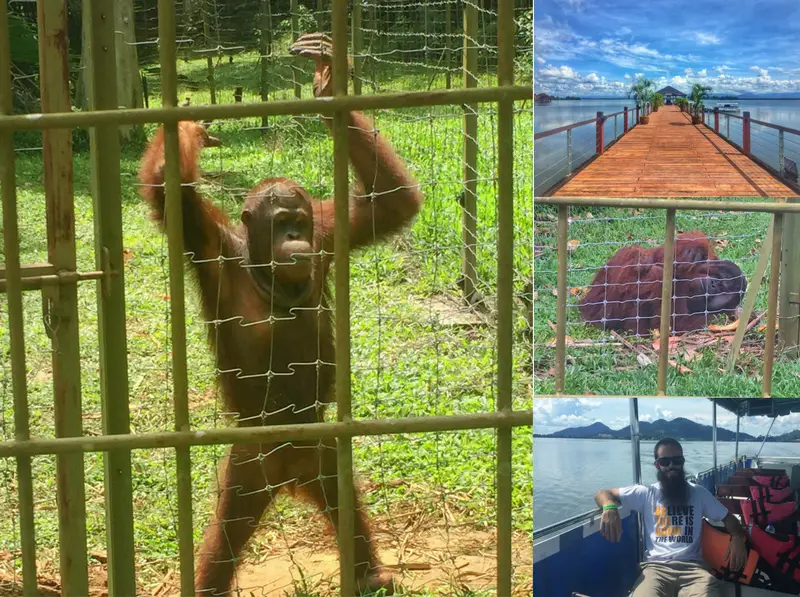 orangutan island bukit merah