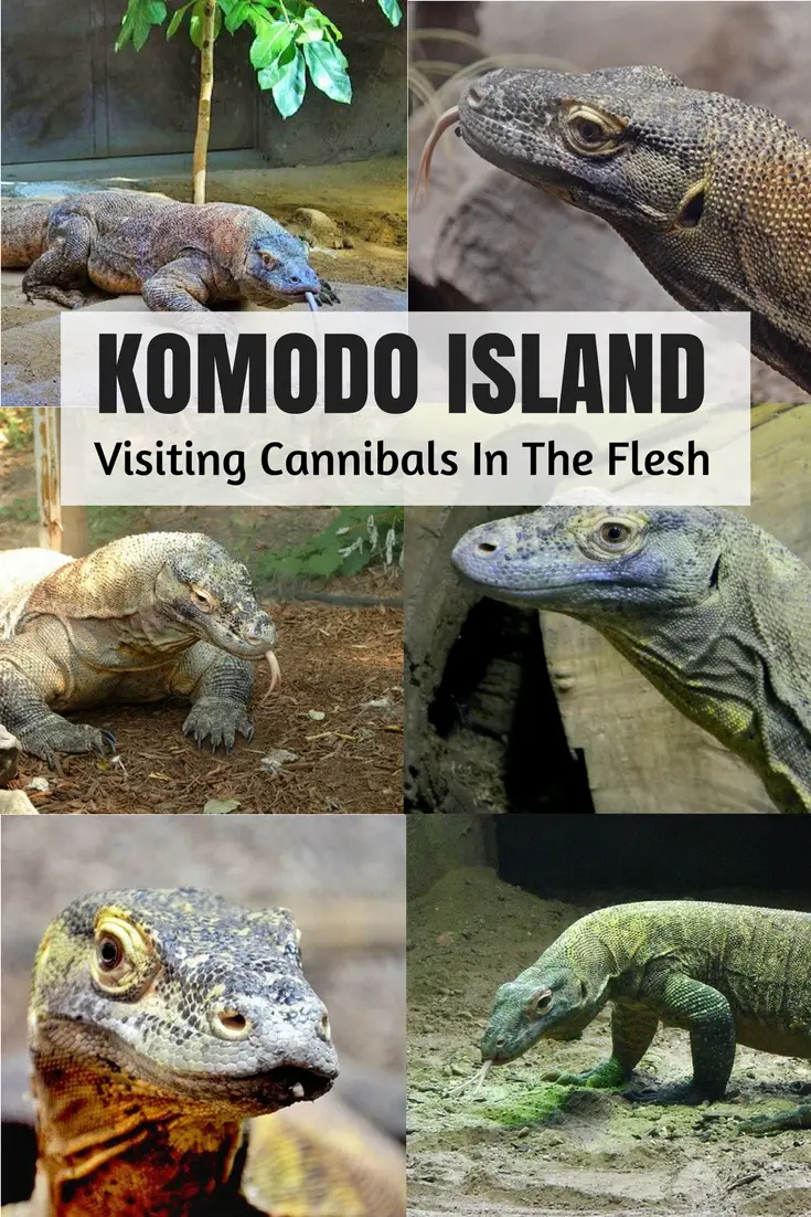 visit komodo dragons