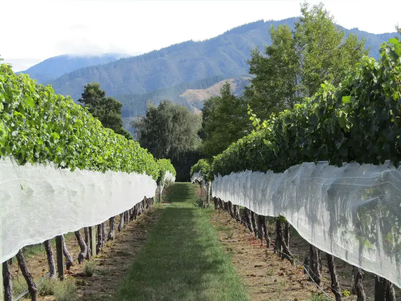 best wine in new zealand is in marlborough