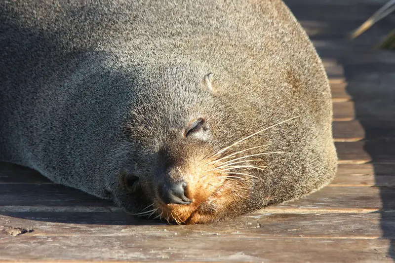 fur colony canterbury