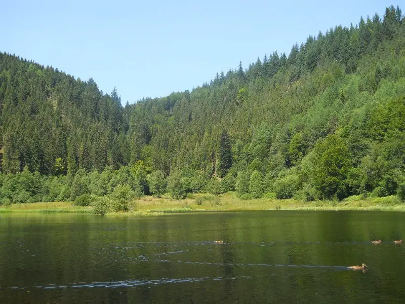 black forest hiking