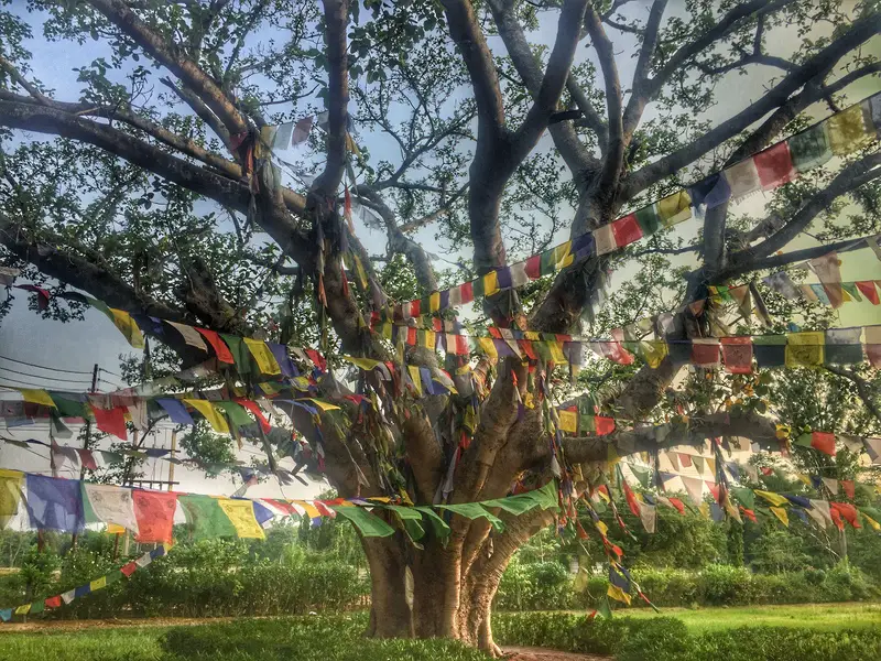 tree where buddhas birthplace is