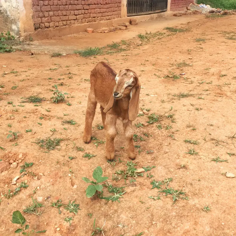 panauti goat