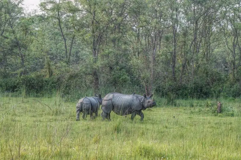 chitwan national park rhinos