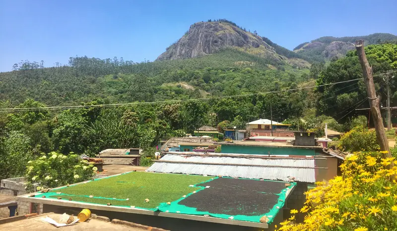 kerala pepper growing