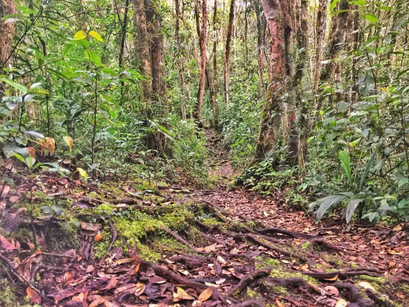 cameron highlands hiking