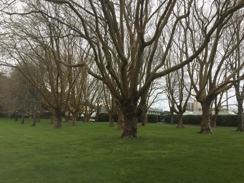 cornwall park trees