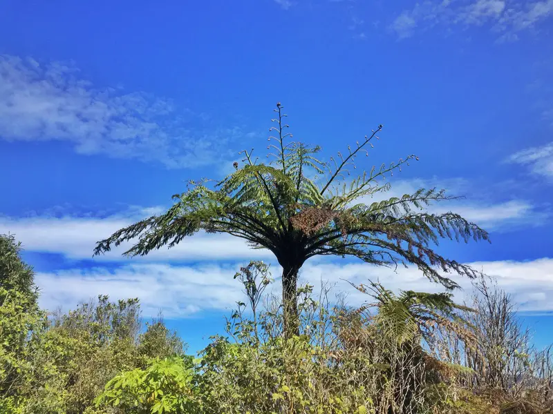 hemi matenga forest