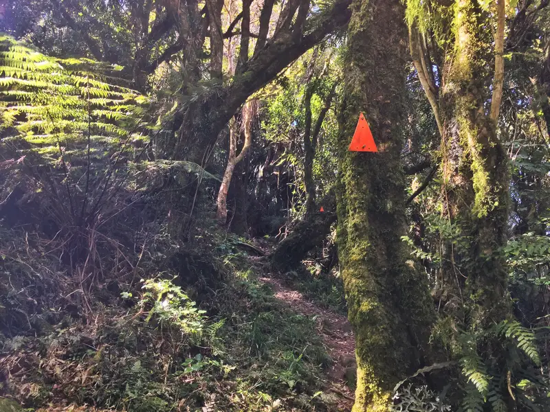 hemi matenga orange trail markers