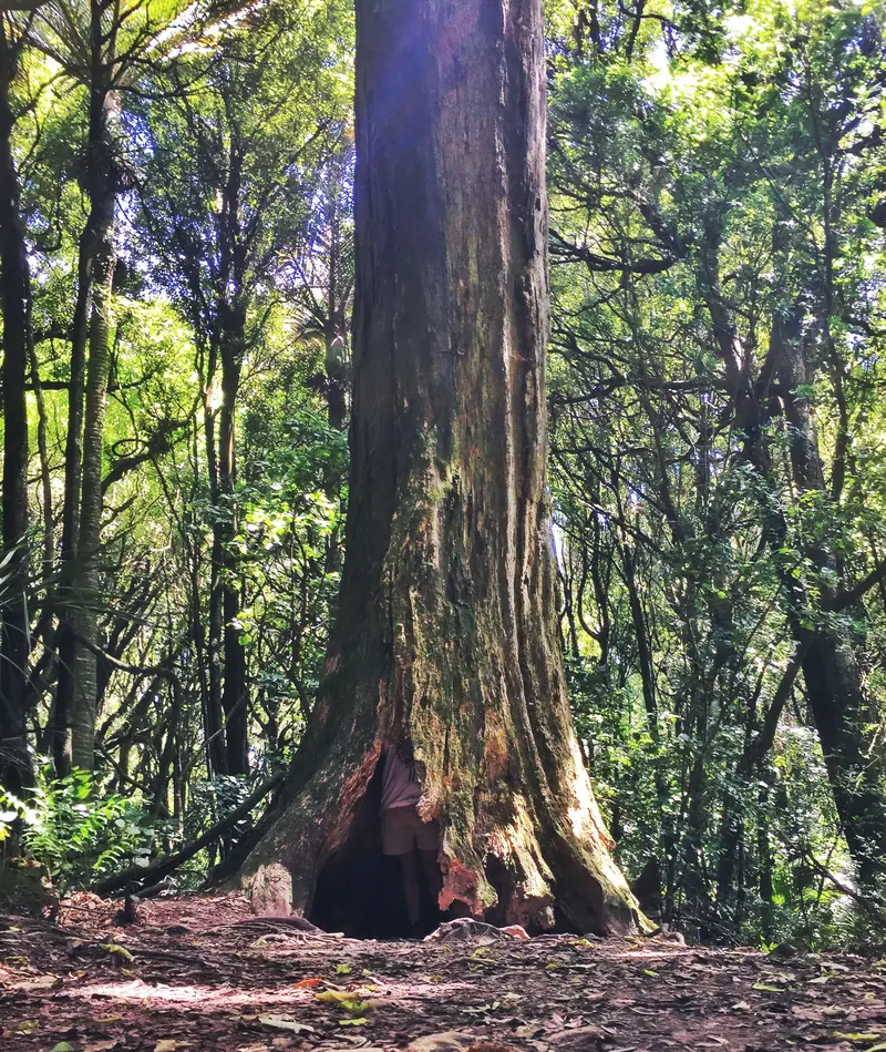 manawatu gorge reserve trees