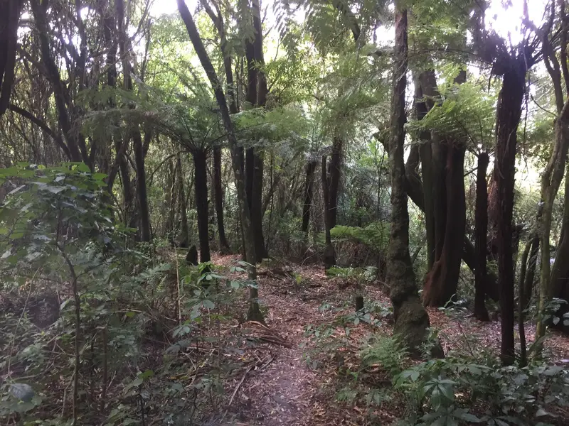 manawatu gorge scenic reserve