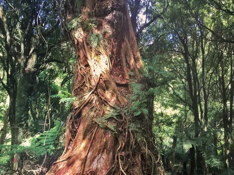 massive trees in manawatu gorge