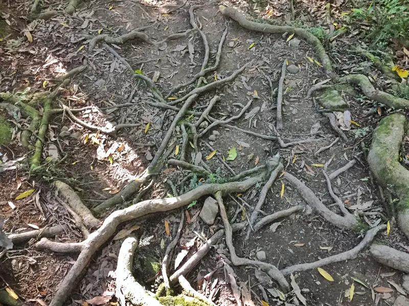 walkway roots