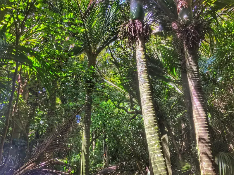 tararua trees